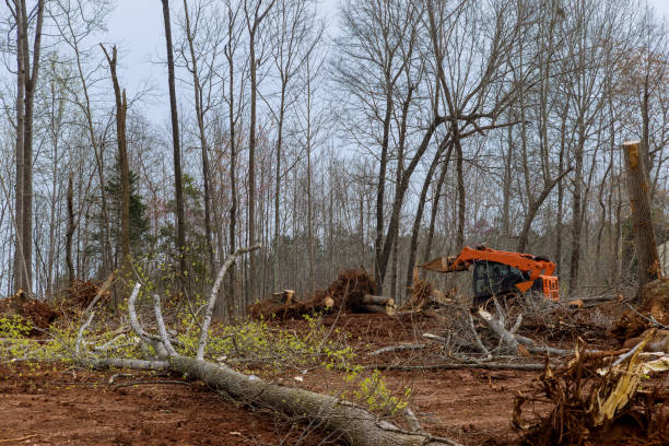 Flora, IL Tree Services Company