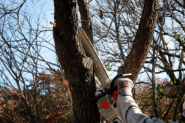 Best Leaf Removal  in Flora, IL