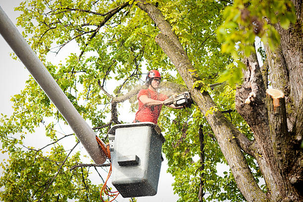 Best Tree Health Inspection  in Flora, IL