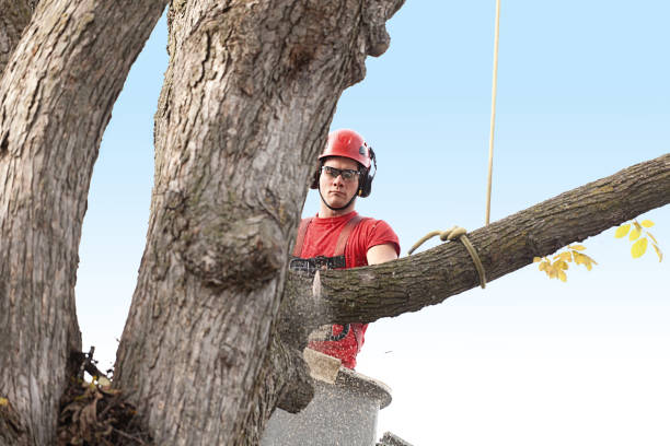 How Our Tree Care Process Works  in  Flora, IL