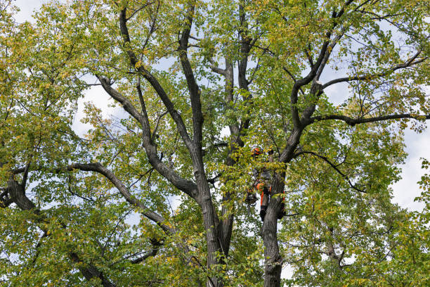 Best Hazardous Tree Removal  in Flora, IL